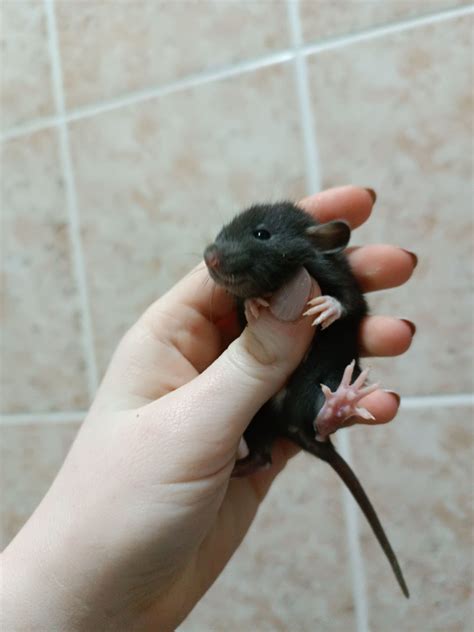 Крыски Дамбо