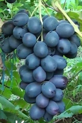 Виноград Кумир | описание сорта - фото - купить саженцы – Саженец.com ...