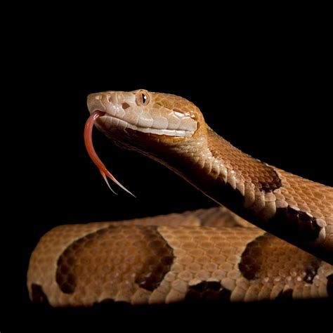 copperhead snake – copperhead snake venom – MWTV