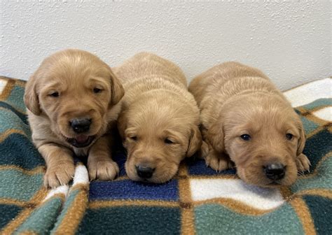 Goldador Puppies – Schelhaas Family Puppies