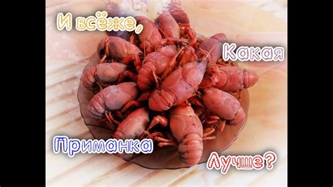 Какая приманка лучше подходит для ловли раков. - YouTube