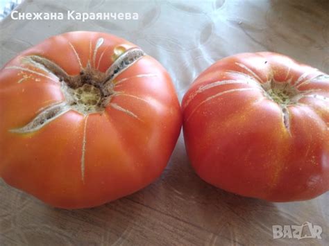 Стари български сортове 2лв. в Сортови семена и луковици в гр. Варна ...
