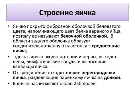 Строение женских и мужских половых органов. Зачатие, беременность ...
