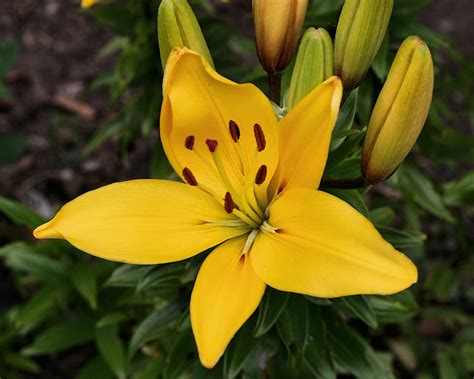 Lily