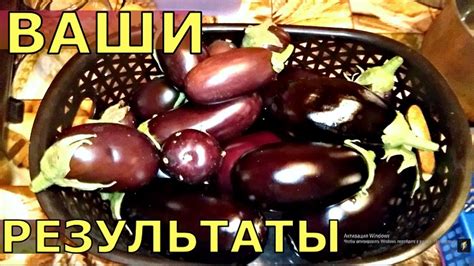 Нам ВАЖНЫ ВАШИ РЕЗУЛЬТАТЫ! Применение АКТИВНОЙ МУЛЬЧИ - YouTube