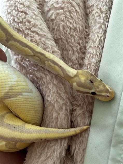 bad scratch   head rballpython