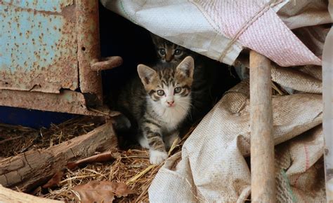 Just found kittens in the shed of our farm : r/cats