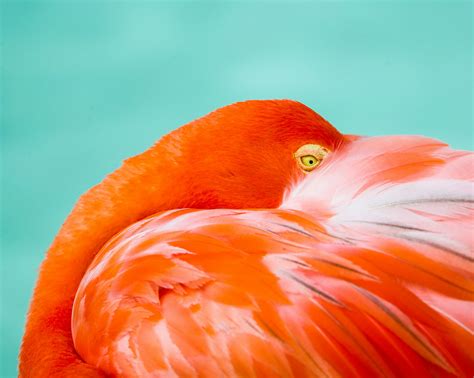 The Complete Guide To Flamingo Beach, Aruba - Touristwire