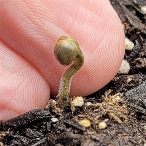 advice seed cap  stuck  seedling