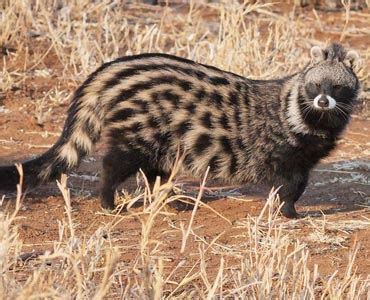 African Civet