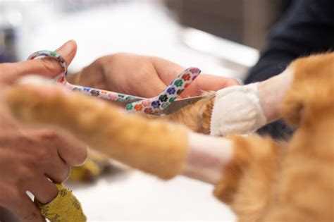 Pet Surgery - West Alabama Animal Clinic