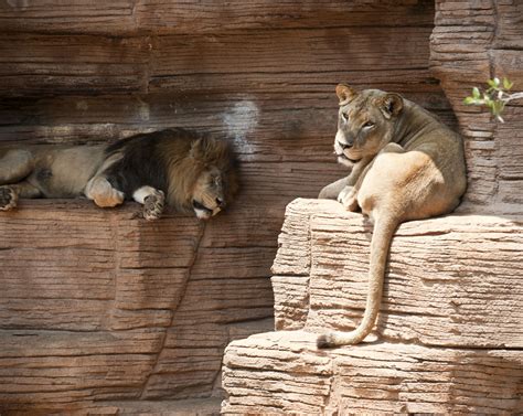 Pet Rescue Columbia Sc - Petspare