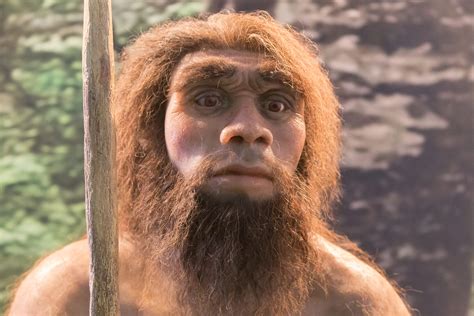 neanderthals  humans interbreed popular science