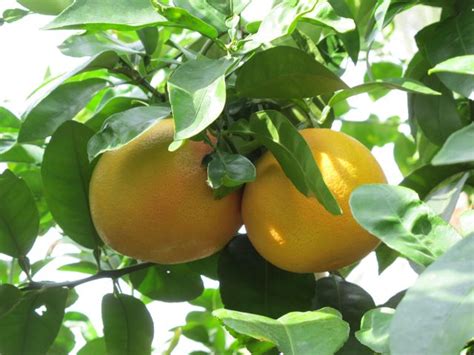 Grapefruktträd | Greendream - trädgård, plantor och växter