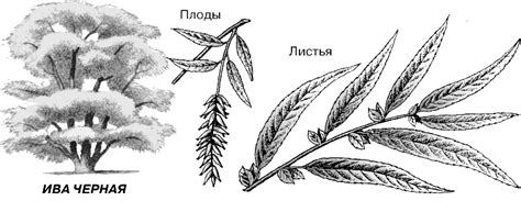 ИВА | Энциклопедия Кругосвет