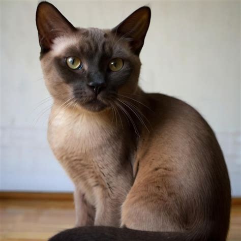 Domestic shorthaired cat Vectors & Illustrations for Free Download ...