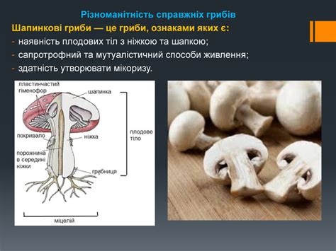 Презентація "Різноманітність грибів"