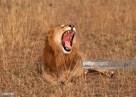 18 Pelage Lion Stock Photos, High-Res Pictures, and Images - Getty Images