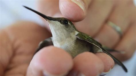 Can You Have A Hummingbird As A Pet? - Hummingbirds Info