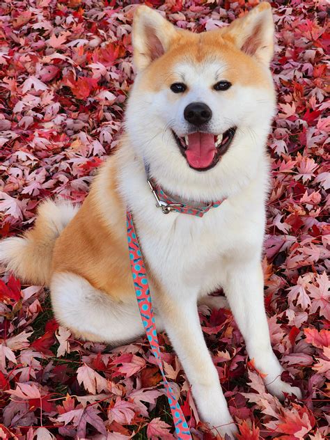 Enjoying his first fall season, he loves chasing leaves (9 months old) : r/akita