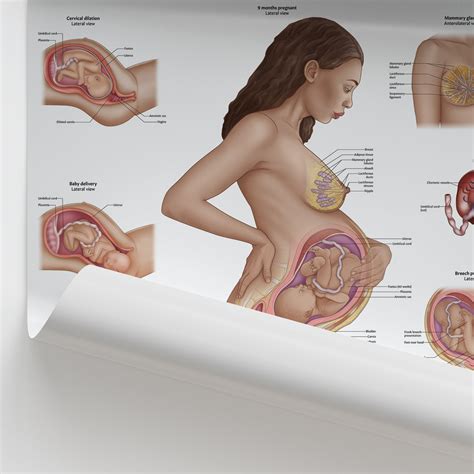 Uterus In Pregnancy Chart