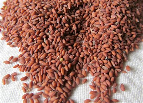 Nutritional Value Of Garden Cress Seeds Per 100 G - Garden Cress Seeds