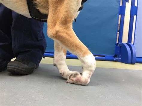 how to dog injured step by step 9