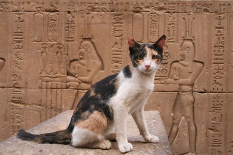 Egyptian Cat
