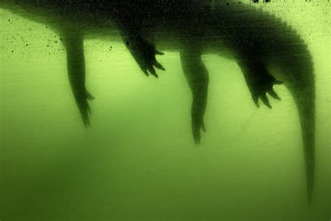 Anastasia Samoylova’s Seductive Images Document the Fragility of ...