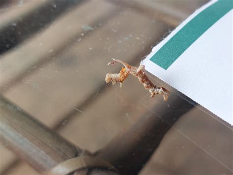 What's this little guy? Moves like an inch worm : r/bugidentification