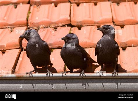 Jackdaw, Dohle, Coloeus monedula, Corvus monedula Stock Photo - Alamy