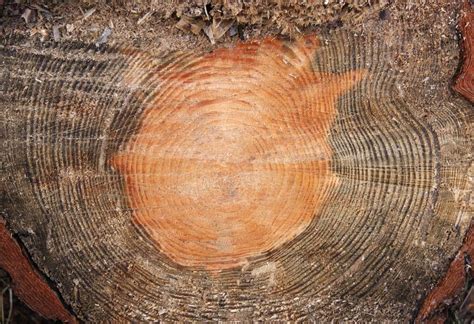 section cut stock  images  backgrounds