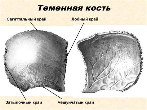 Череп. Мозговой отдел, лицевой (висцеральный) отдел - презентация онлайн