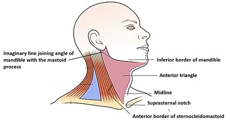Anterior Triangle of Neck – Submental and Muscular Triangles – Anatomy QA
