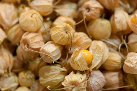 Goose Berries Photos, Download The BEST Free Goose Berries Stock Photos