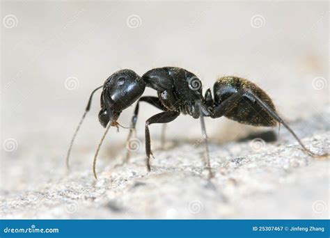 mier stock afbeelding image  wild dier mieren insect