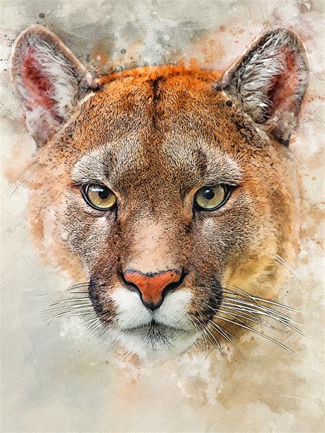 Puma Pictures: 100+ Free Images of the Majestic Puma Cat - Pixabay