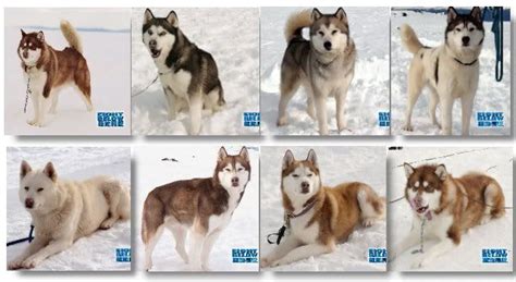 12 best images about Eight Below on Pinterest | Home improvement show ...