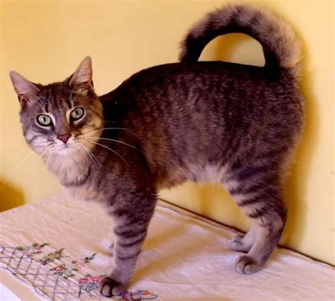 american ringtail cat   great cat cat breeds cat breeds cats