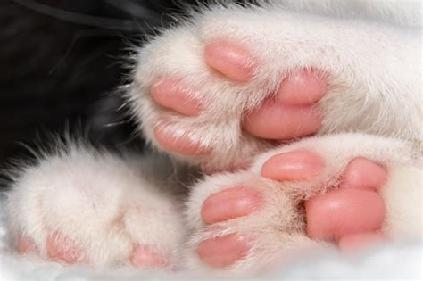 Premium Photo | Close-up of cat's paws with pink pads.