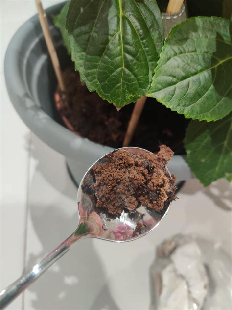 Is this white mould? I add some used tea leaves on the compost because