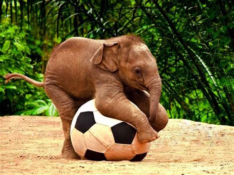cute animal pictures background  agnes conlin blog