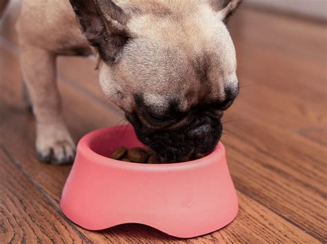 Can Dogs Eat Kiwi Fruit