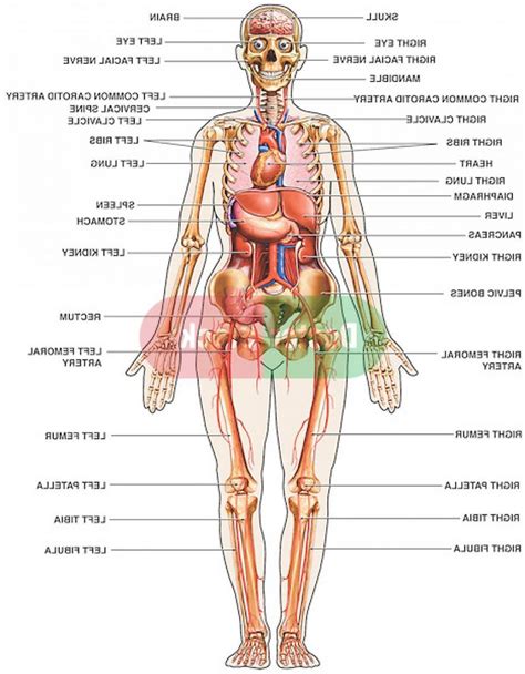 Full Human Body Diagram . Full Human Body Diagram Full Human Anatomy ...