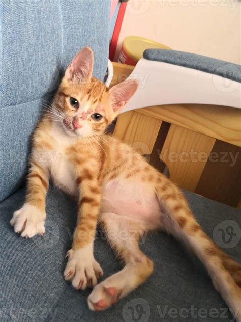 Close up of a rash on the skin of the cat's face. Diagnosis of scabies