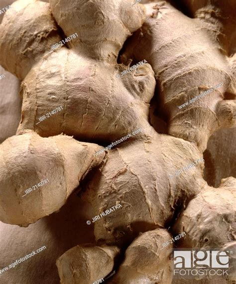 Ginger root, Ginger (Zingiber officinale), Stock Photo, Picture And ...