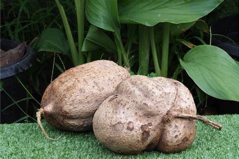 Pueraria Mirifica - Hidabeautys