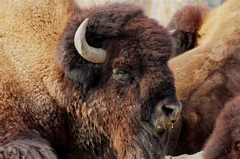 Bison Buffalo Wild - Free photo on Pixabay - Pixabay