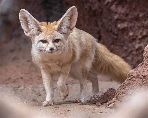 Fennec Fox Habitat