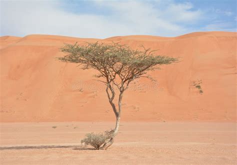 Desert acacia tree stock image. Image of mimosa, moapa - 185889785